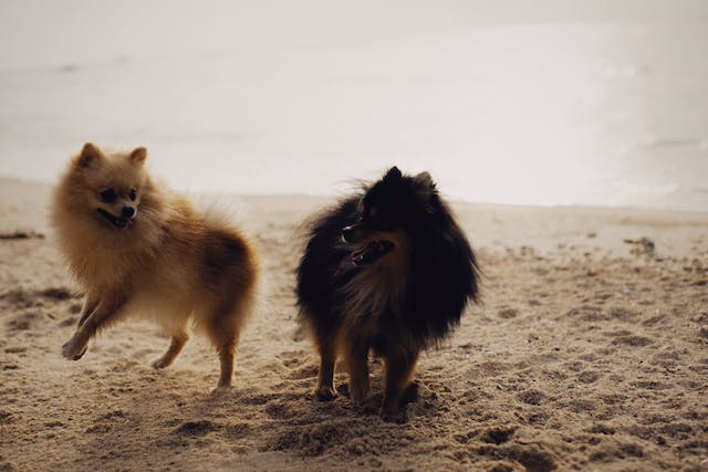 dois spitz alemão presentes