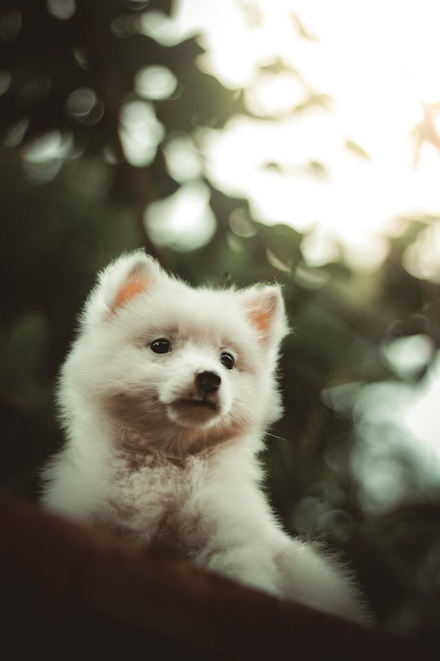 spitz alemão presente