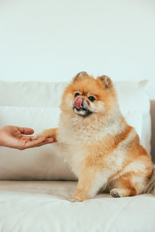 Cachorrinho Spitz Alemão/Lulu da pomerânia com língua para fora.