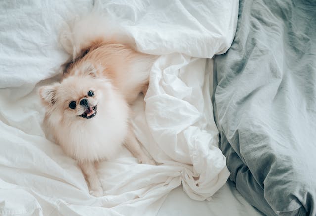 Cachorrinho Spitz Alemão/Lulu da pomerânia olhando para cima.